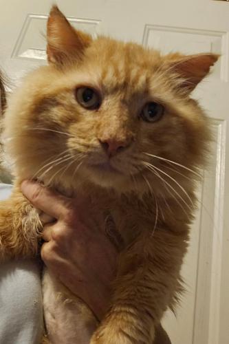 Purrfect Hearts Cat Rescue