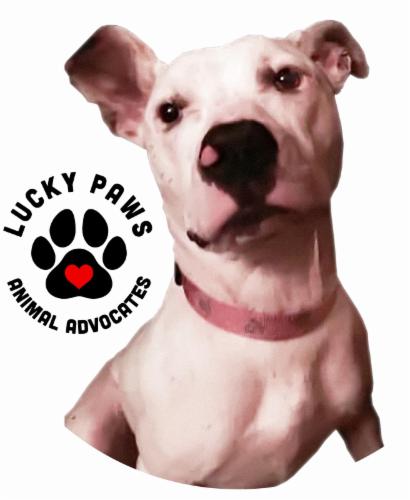 Lucky Paws Animal Advocates logo