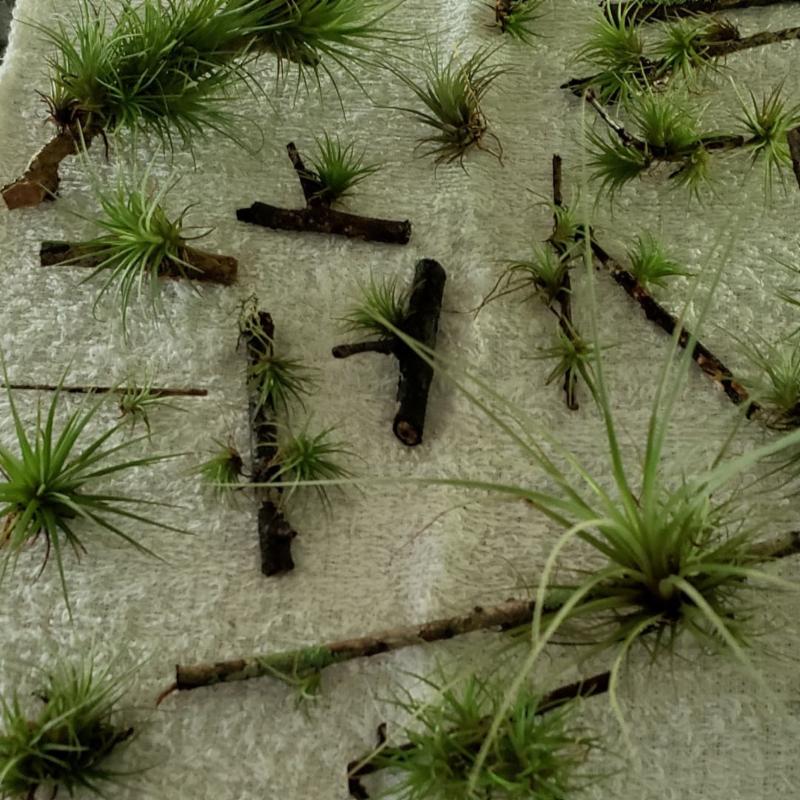 50 Mini Air Plants in Bulk PayPal