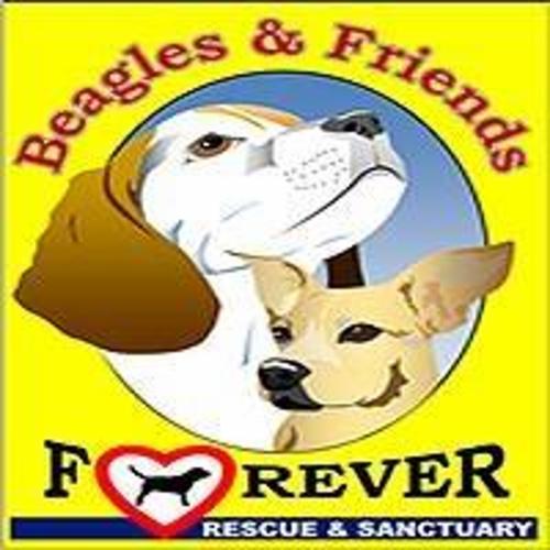 Beagles and Friends Forever Rescue & Sanctuary logo