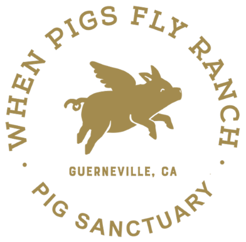When Pigs Fly Ranch Inc logo