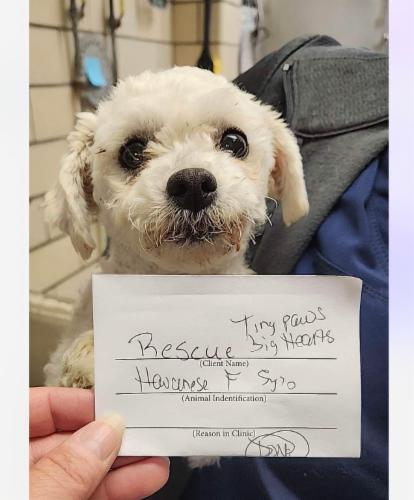 Tiny Paws Big Hearts Rescue, Inc. logo