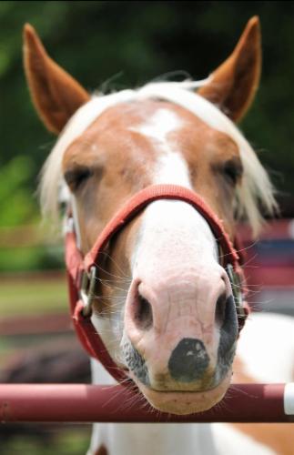 Singing River Equine Rescue, Inc. logo