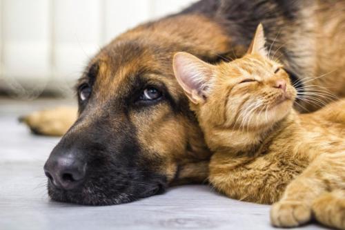 Lakes Area Humane Society logo