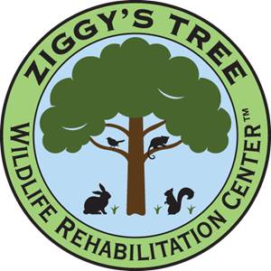Ziggys Tree Inc logo