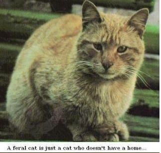 Cattitude, Inc. logo