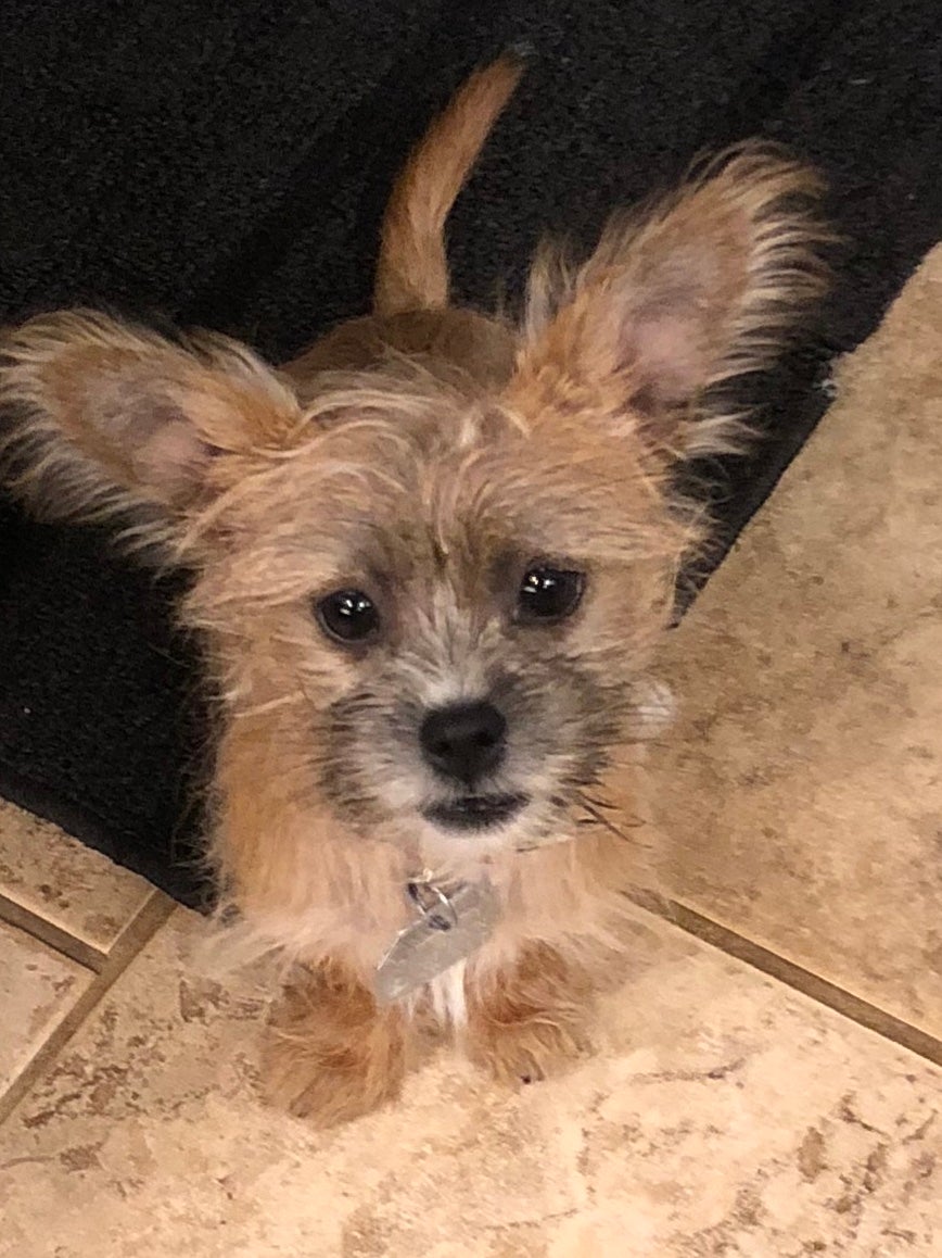 Two Legs Four Paws, Inc logo