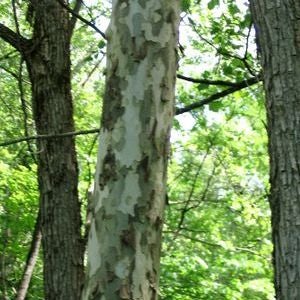Sycamore Reservation, Inc. logo