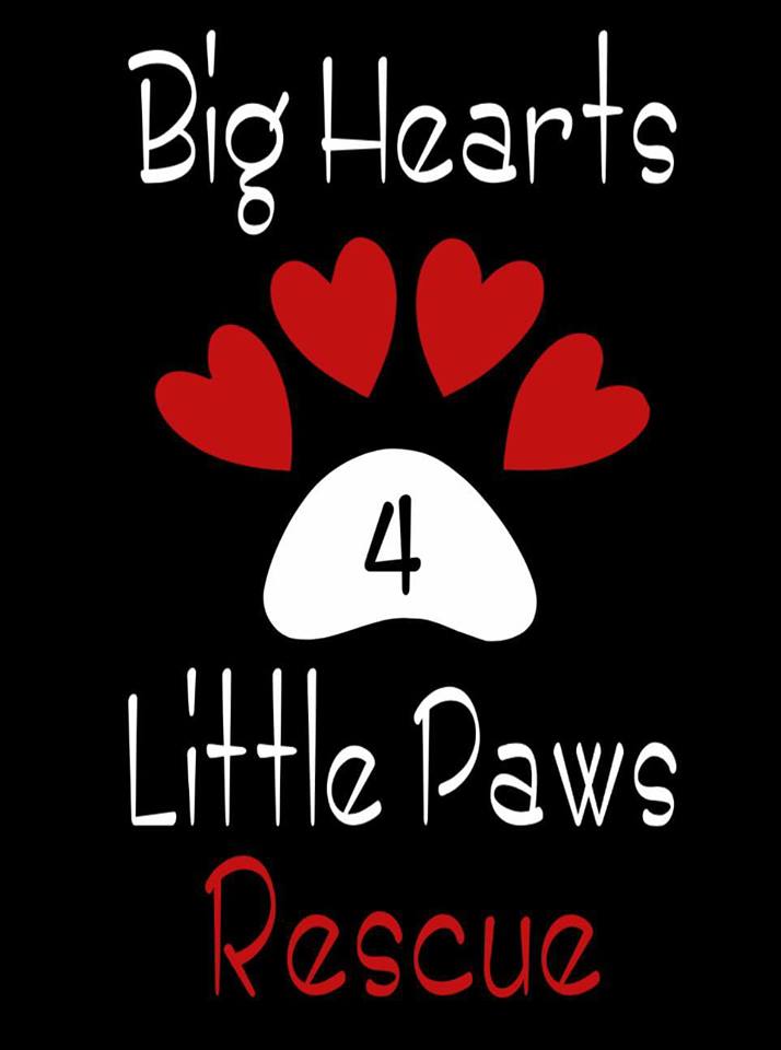 Big Hearts 4 Little Paws Foundation logo