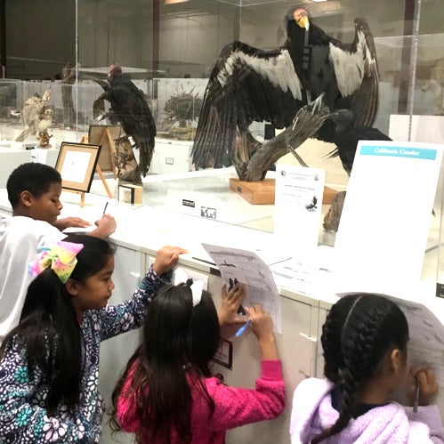 Western Foundation of Vertebrate Zoology