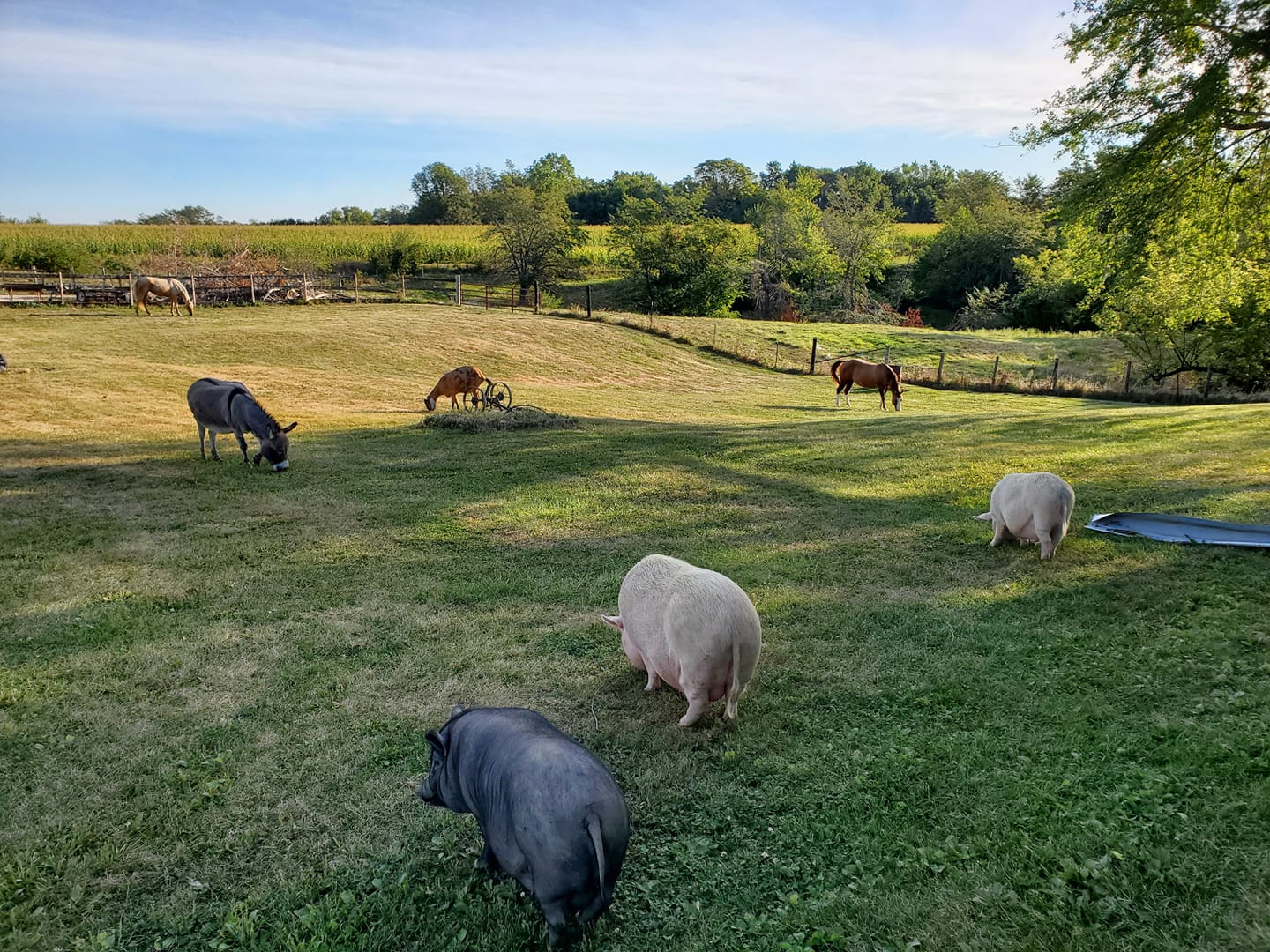 Iowa Farm Animal Refuge logo