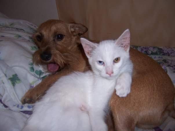 What We Do For The Love Of Pets logo