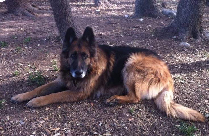 Broken Arrow German Shepherd Rescue Ranch logo