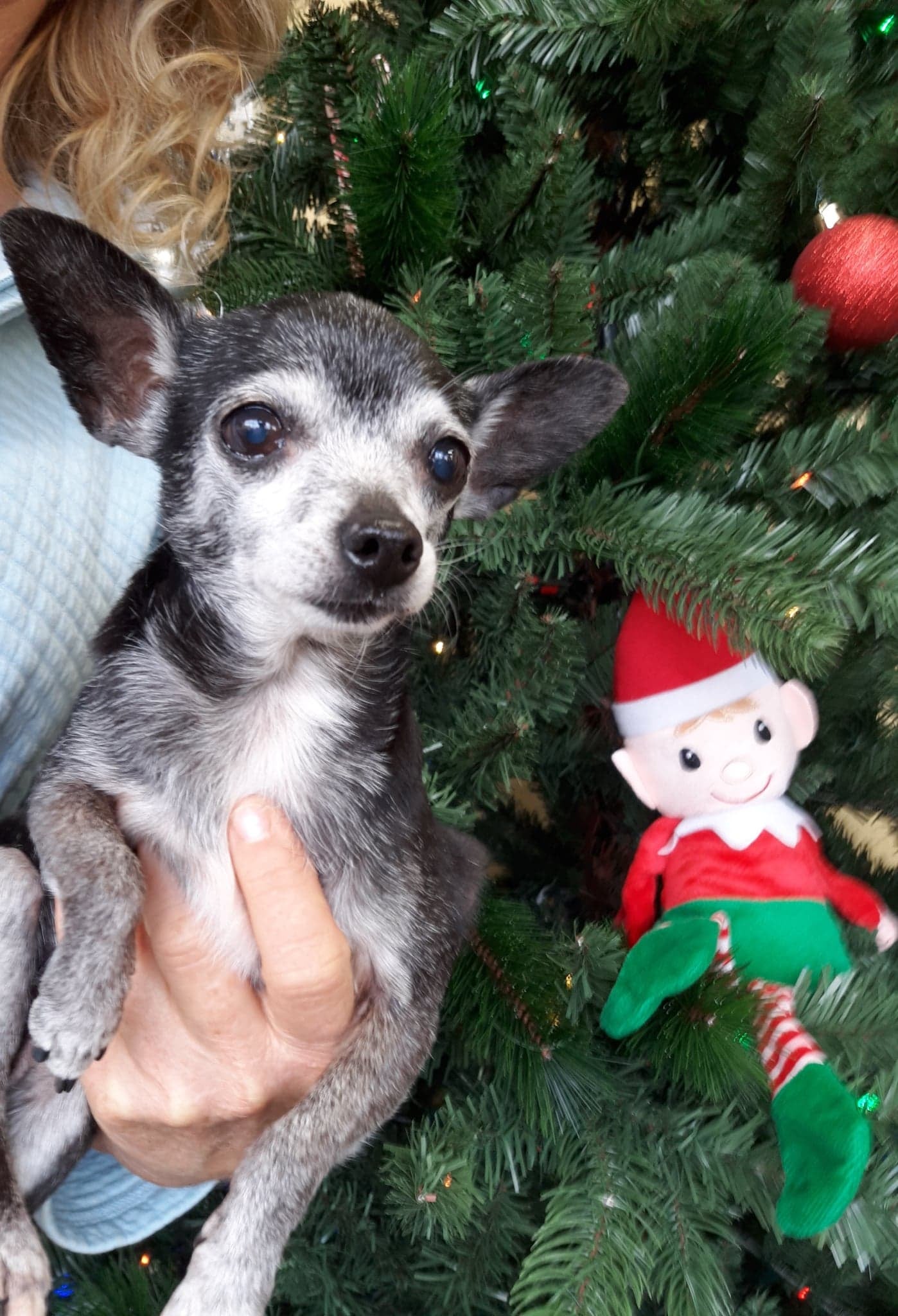 4 Legs and Paws Rescue